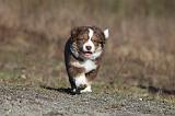 BERGER AUSTRALIEN PUPPIES 287